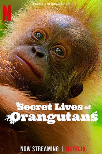 NF - Secret Lives Of Orangutans (2024)